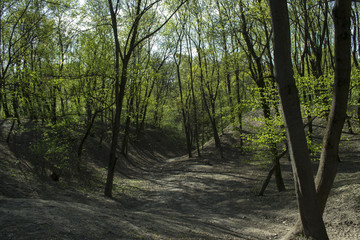 Spring forest landscape.