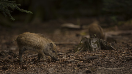 Close up young wild boar Sus scrofa calm piggy looking for nutriment in dark wood. Wildlife tranquil scene with long furry animal. Strong nose and well smell sense to search food for omnivorous mammal