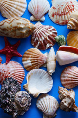 Background of various shells