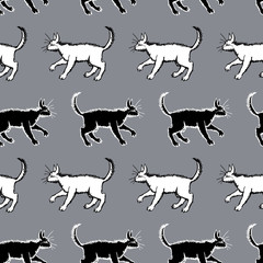 Pattern of the black and white cats