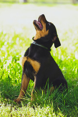 Beautiful little puppy of a dog Rottweiler in a park on a grass background