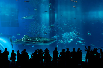 Whale shark in a aquarium