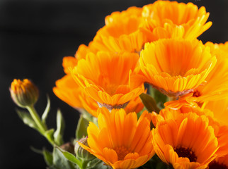 Yellow daisies over black background