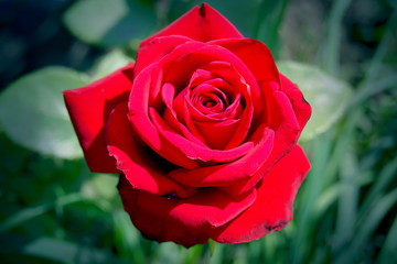 Red rose on  background of green grass on  sunny summer day_