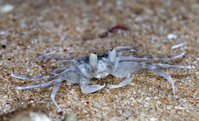 small crab on the beach