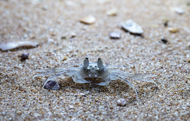 small crab on the beach