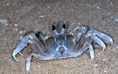 small crab on the beach