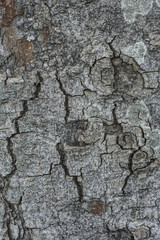 Texture Corteccia Magnolia