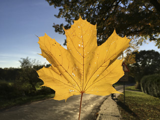 Fototapeta na wymiar Blankensee Herbst Blatt