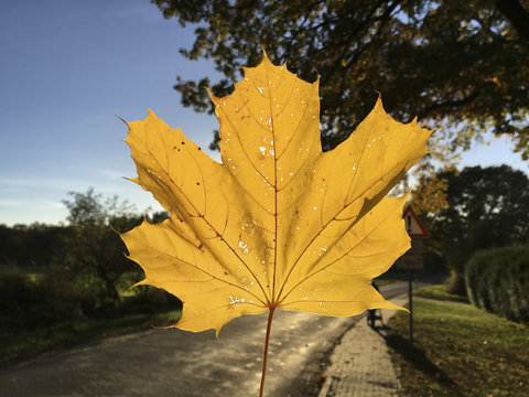Blankensee Herbst Blatt