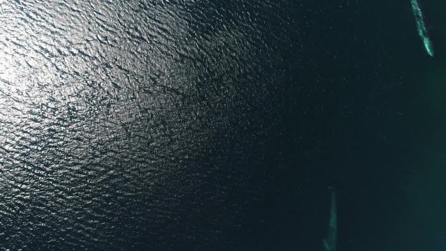 aerial of fin whale