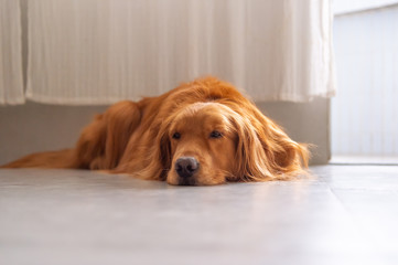 Lovely Golden Retriever