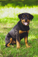 Obraz premium Beautiful little puppy of a dog Rottweiler in a park on a grass background