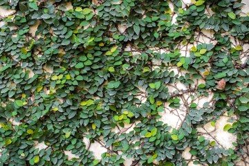 Green leaf ivy plants along the brick wall.