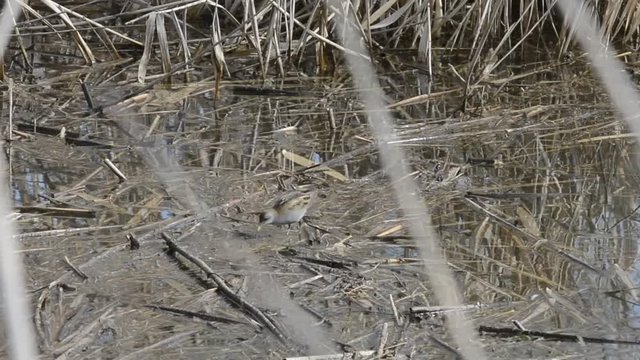 schiribilla--porzana parva 6