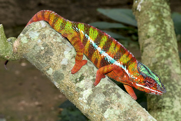 Cameleon panthere, male, Furcifer oustaleti, Madagascar