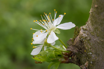 Cherry Blossom flower on the trunk of a tree