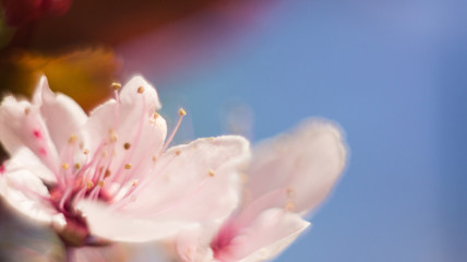 Fototapeta na wymiar Small Pink Flowers Macro Cherry Blossom
