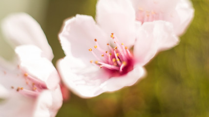 Small Pink Flowers Macro Cherry Blossom