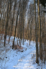 verschneiter Weg im Winterwald