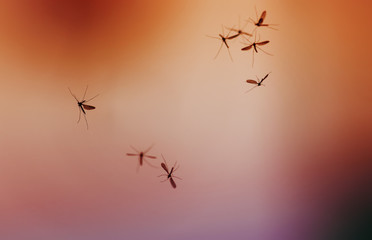 swarm of mosquito insects flying and buzzing against the bright red rolling sky