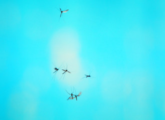 swarm of mosquito insects flying and buzzing against the bright blue sky