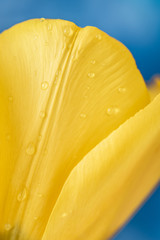 Naklejka na ściany i meble żółty tulipan