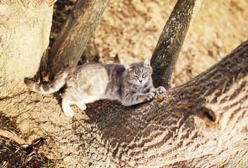 beautiful striped cat sharpens claws on tree on Sunny spring day