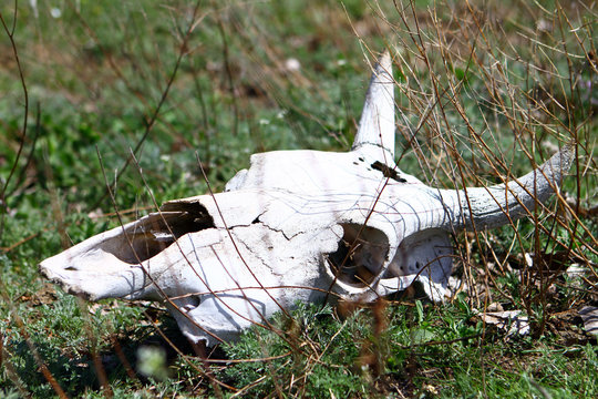 Old dry cow skull on a grass slope in the spring time