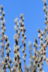 willow branches with fluffy buds grow on the background of bright blue sky