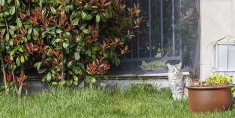 Pretty grey kitten in a garden, siberian female