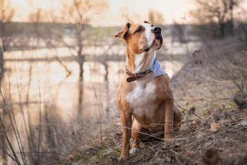Beautiful gorgeous staffordshire terrier dog with bandana in grass at sunset. Portrait of pitbull terrier puppy sitting near river at dawn on a spring sunny morning or evening