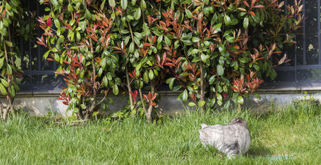 Curious cat in the garden, silver color of siberian breed