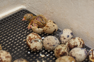 Nestling of the Japanese quail just hatched from egg