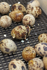 Obraz premium The nestling of the Japanese quail to get out of the shell