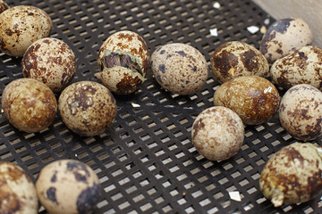 Obraz premium The nestling of the Japanese quail to get out of the shell
