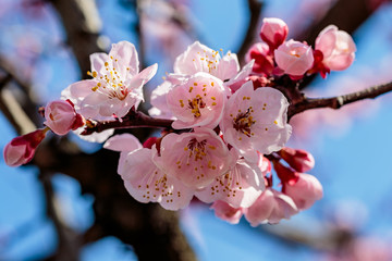 cluster of Japanese cherry blossoms close up