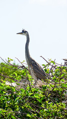 Great Blue Heron