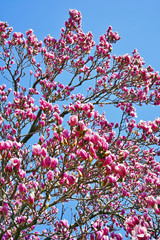Pink flowers of the magnolia tree in spring