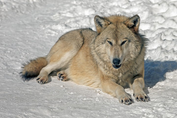 wolf in the wild in winter with a predatory look