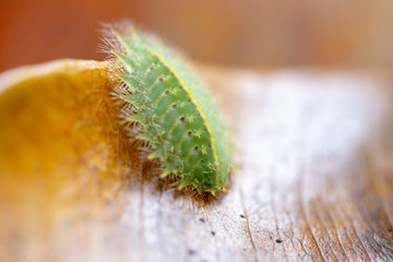 Larva of the yellow-shouldered slug, showing typical body shape in Nature.