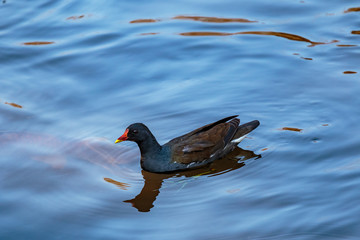 waterfowl on the pond