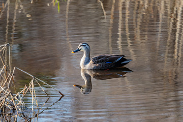 large duck swimming across a small pond