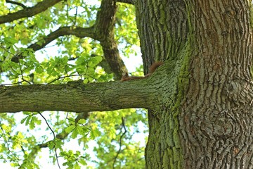 Ruhendes Eichhörnchen (Sciurus vulgaris) auf Eichenast im Frühling
