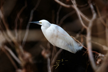 White Japanese egret centered
