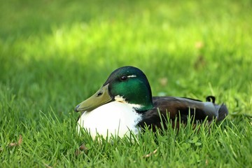Männliche Hybrid-Stockente (Anas platyrhynchos x Anas platyrhynchos f. domestica)
