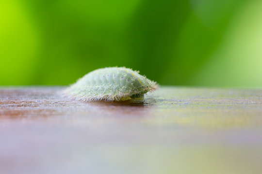 Larva of the yellow-shouldered slug, showing typical body shape in Nature.