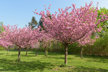 Fototapeta na wymiar Blühender Kirschbaum in Parklandschaft