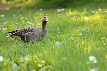 Graugans (Anser anser) in der Frühlingswiese
