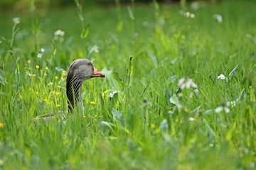 Graugans (Anser anser) in der Frühlingswiese
